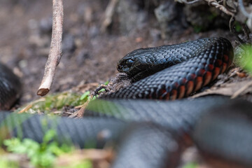 Red-bellied black snake (Pseudechis porphyriacus) eating a frog, NSW, Australia. Venomous Australian snake in the family Elapidae.