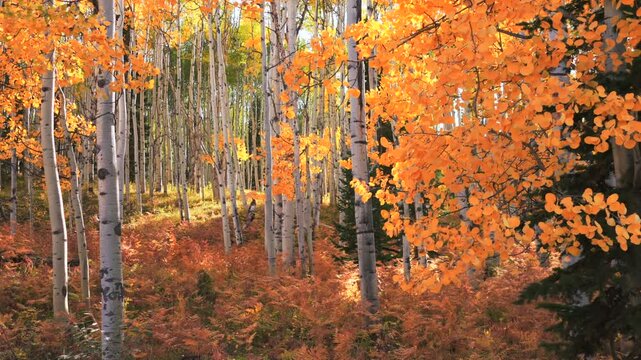 Kebler Pass Crested Butte Autumn Fall colorful golden quaking aspen trees grove forest aerial drone Colorado Rocky Mountains sunlight Telluride Aspen Snowmass Breckenridge Vail circle left motion