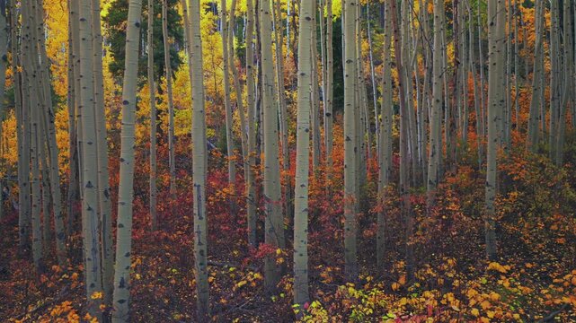 Kebler Pass Colorado Autumn Fall aspen trees grove forest aerial drone Crested Butte Telluride Aspen Snowmass Breckenridge Minturn Vail Rocky Mountains dense colorful cloudy morning right motion