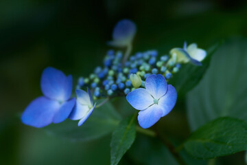 暗い日陰に綺麗に咲く水色のガクアジサイの花のアップ