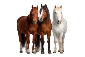 Group of beautiful horses isolated on transparent background