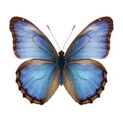 wings of a blue butterfly isolated on a white background