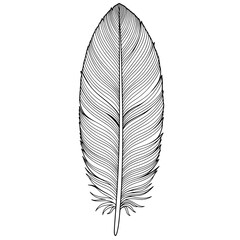 A delicate feather, meticulously sketched, with flowing lines