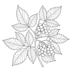 Leaves & Berries A detailed black and white botanical drawing with berries and leaves