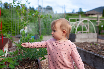 Toddler explores a raised garden bed plot at a local community garden. Spending time outside, interacting with plants, soil and learning to garden is a great way to be outside, active and healthy