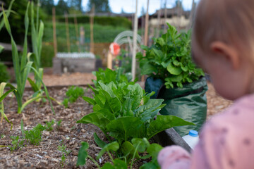 Toddler explores a raised garden bed plot at a local community garden. Spending time outside, interacting with plants, soil and learning to garden is a great way to be outside, active and healthy