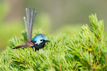 Male variegated fairywren (Malurus lamberti) in breeding plumage, Jervis Bay, NSW. Colourful Australian bird.