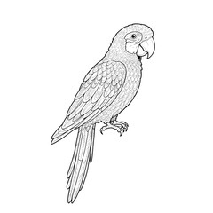 Obraz premium Detailed line drawing of a parrot with intricate feather patterns and a prominent beak