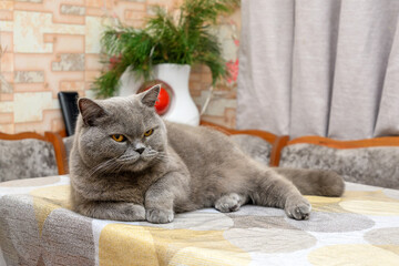 grey cat resting on a table in a home interior