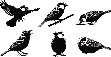 Obraz premium Black and white sparrow vector illustration set featuring bird silhouettes flying, perched on branch, feeding, singing, and nesting, vintage woodcut style, isolated.
