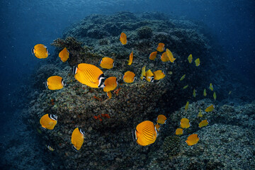 School of yellow butterflyfish swimming above a rocky coral reef, showing striped bodies and coordinated group movement in clear tropical blue water.