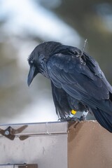 Obraz premium A common raven wearing a gps transmitter device and is also banded for research. Taken January, 28, 2022