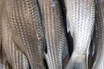 Fresh whole fish close-up stacked together showing raw seafood texture. Raw fish market