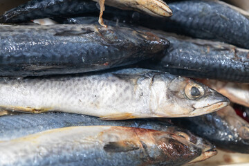 Fresh whole fish close-up stacked together. Raw fish market