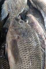 Fresh whole fish close-up stacked together showing raw seafood texture