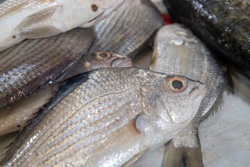 Fresh whole fish close-up stacked together showing raw seafood texture