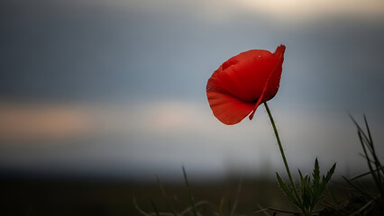 Delicate red poppy flower with water droplets against blurred background representing memory and remembrance