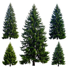Fototapeta premium Five coniferous trees of different heights and shapes stand isolated against a white background, casting shadows