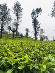 Lush green tea plantations in Valparai, Coimbatore district, with silver oak shade trees dotting rolling hills under cloudy sky. Selective focus on foreground.