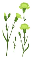 Obraz premium Illustrated light green carnation flowers and buds with delicate stems and leaves
