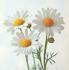 Naklejka premium Three white daisies with bright yellow centers and two small buds on slender green stems and feathery leaves against a soft pale background, evoking fresh gentle cheerful calm