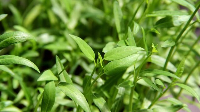 Water spinach plants grow well in pots in the yard. food ingredients