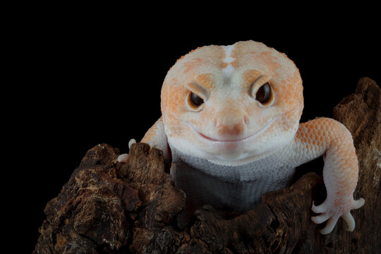 African fat-tailed gecko on wood, African fat-tailed gecko isolated on black background, Close-up amelanistic african fat tail gecko