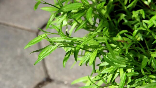 Water spinach plants grow well in pots in the yard. food ingredients