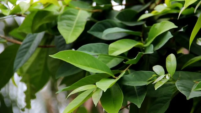 Syzygium polyanthum or Indonesian Bay Leaf or Indonesian laurel in Indonesia it is commonly known as "daun salam". The leaves traditionally used as a food flavouring. Aromatic leaves. Food ingredients