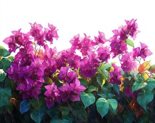 Vibrant cluster of magenta flowers with lush green and yellow leaves on white background