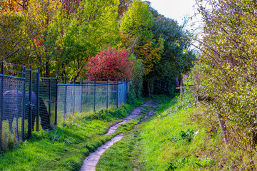 Dirt path between a farm fence and wild plants in Absbroekbos conservation area, horse grazing, trees with lush green, yellow and red foliage in background, Munstergeleen, Limburg, Netherlands