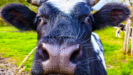 Close-up of nose, eyes, and ears on face of Holstein cow, cattle farm with green pastures in background, standing looking at camera, day in Munstergeleen, Limburg, Netherlands © Emile