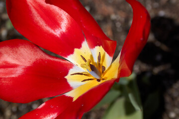 One Bright Red Tulip