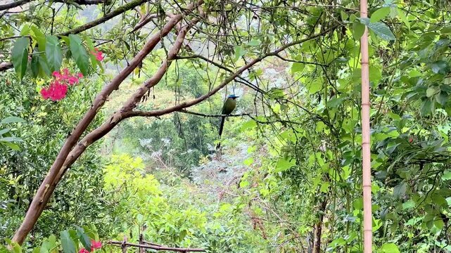 Barranquero bird (Momotus momota) perched on guava tree in Marinilla, Colombia, tail swinging with flowers