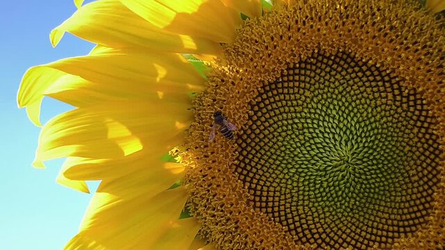 4K slow motion footage. Stunning macro shot honeybee pollinating vibrant yellow sunflower against clear blue sky. High-detail footage capturing nature's beauty and intricate patterns flower core