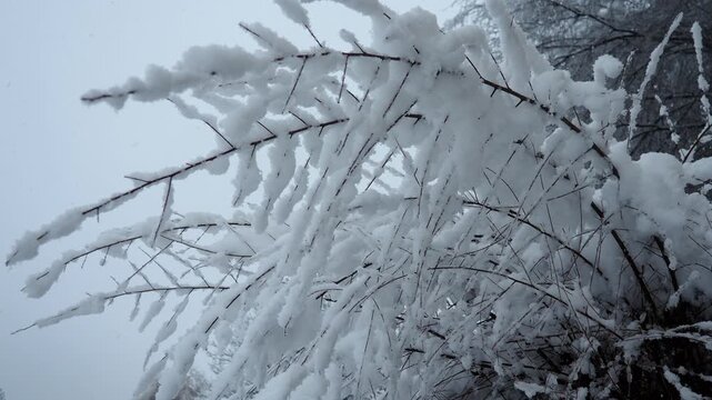 Snow-covered branches. Heavy canopy. Winter storm. Climate change. Weather forecast. Cyclone with snowfall, clouds and snow cover formation. Beautiful ice cubes, icicles or crystals. Srem, Serbia