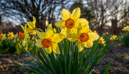 Fototapeta premium Bright Yellow Daffodils Blooming in a Sunny Field.