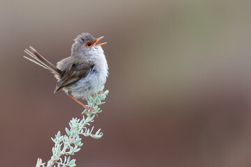 Superb fairywren (Malurus cyaneus) singing in summer, Sydney, Australia