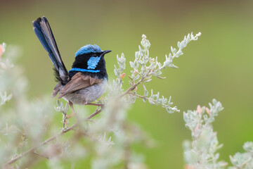 Male Superb fairywren (Malurus cyaneus) in breeding plumage, Sydney, Australia