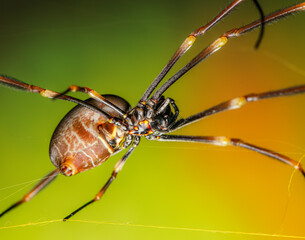 Australian Golden Orb Weaver, also known as the Tiger Spider or Trichonephila plumipes.