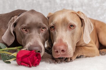 Weimaraner dogs cuddling with red rose for valentine's day