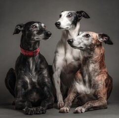 Three greyhounds sitting together in a studio setting looking up