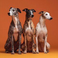 Three greyhounds sitting together in a studio with an orange background