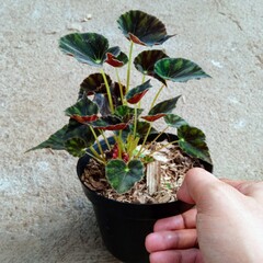 Potted Tiger Begonia Plant with Distinctive Dark Green and Black Stripes