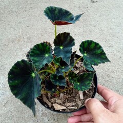 Tiger Begonia Eyelash Variety with Dark Veined Leaves for Indoor Decoration