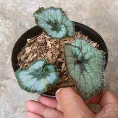 Rare Begonia Escargot Snail Begonia with Spiral Leaf Pattern