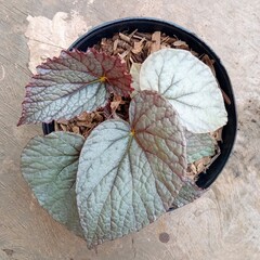 Begonia Venosa with Thick Silver Textured Leaves Seen from Above