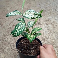 Dracaena Surculosa Gold Dust Plant with Spotted Green and Yellow Foliage