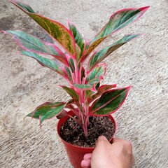Vertical Growth of Red Aglaonema Siam Aurora Houseplant