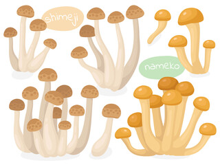 Collection of cute illustrations of Asian mushrooms, nameko, shimeji.  Tasty mushrooms, ingredients for cooking. Illustration for packaging, restaurant menu, natural food store.